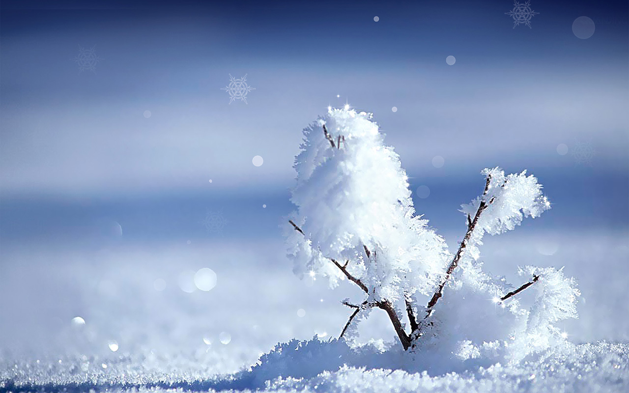 冬天,树,天空,森林,优美的冬季雪景桌面壁纸_高清风景壁纸_彼岸桌面