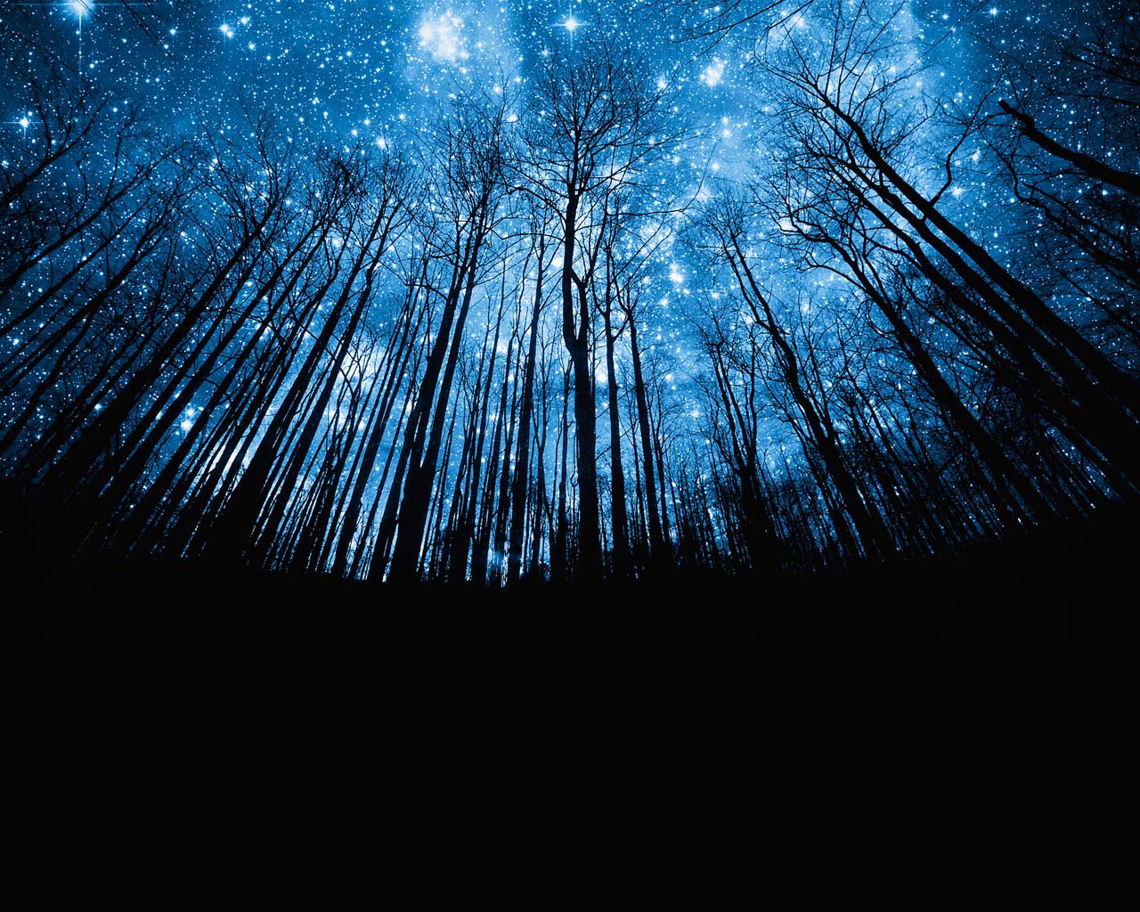 静谧的森林与夜空中皎洁明亮的月亮交相呼应