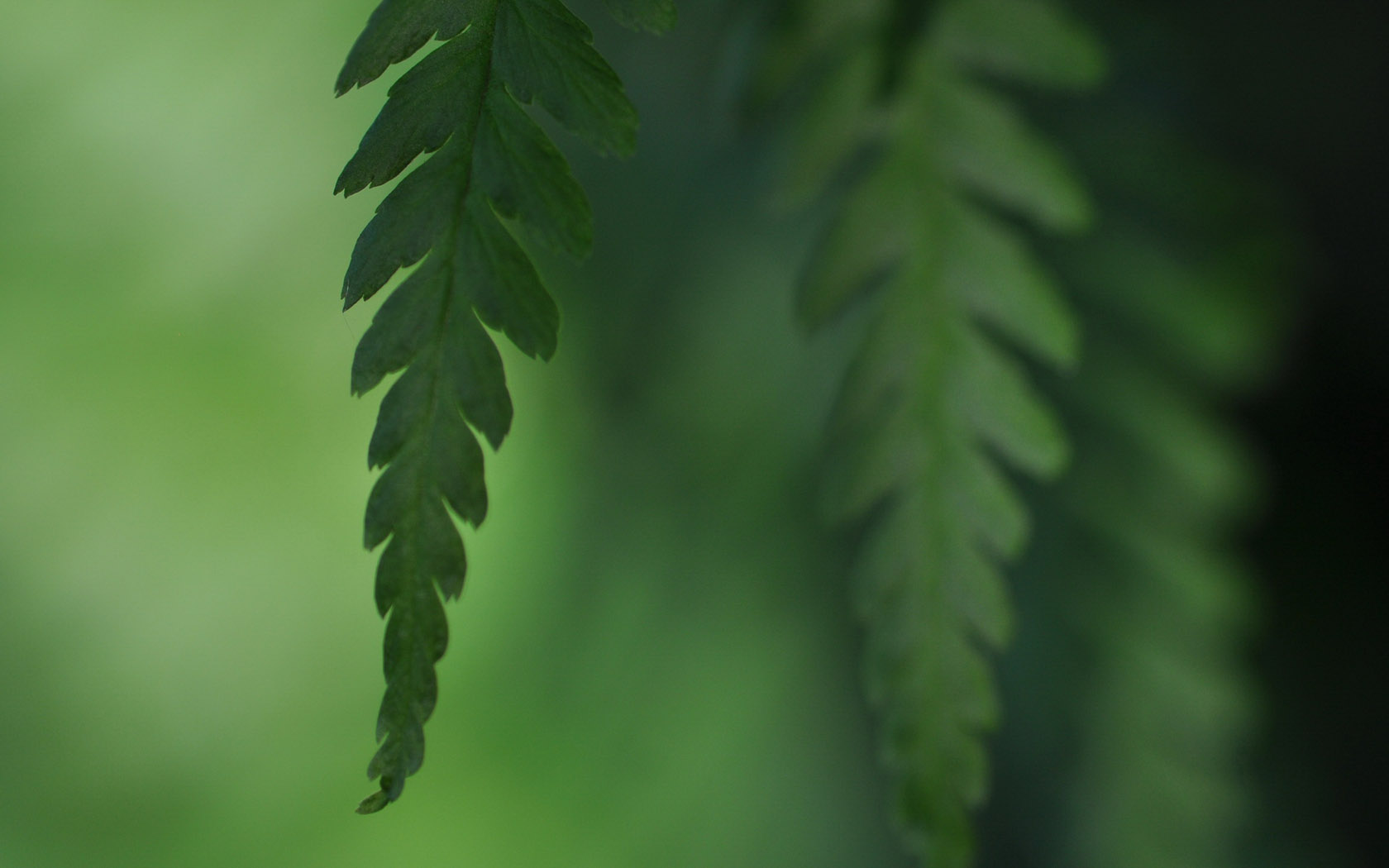 绿色植物电脑桌面壁纸_绿色植物电脑桌面壁纸设计