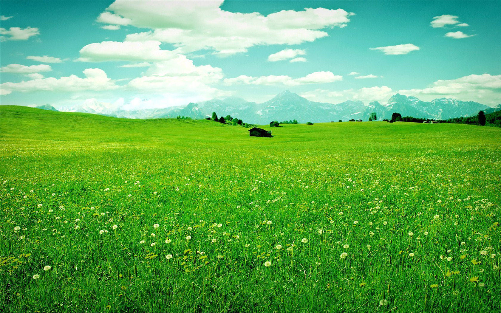 美丽蓝天白云绿草地野花风景桌面壁纸